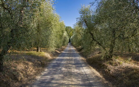 Merlot: Plant, Sky, Leaf, Road Surface, Natural Landscape, Wood, Asphalt, Tree, Thoroughfare, Trunk