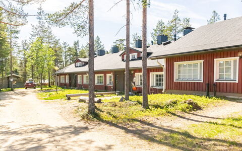 Soidinaukia a 3: Shade, Pine Family, Evergreen