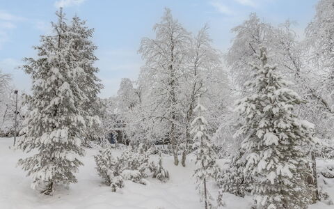 Talles: Snow, Branch, Winter, Wood, Freezing, Geological Phenomenon, Twig, Frost, Forest