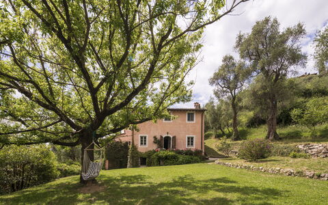 La Casa Dei Limoni, Camaiore, Pet Friendly, Wifi: Tree, Grass, Leaf, Branch, Vegetation, Shrub, House, Rural Area, Land Lot