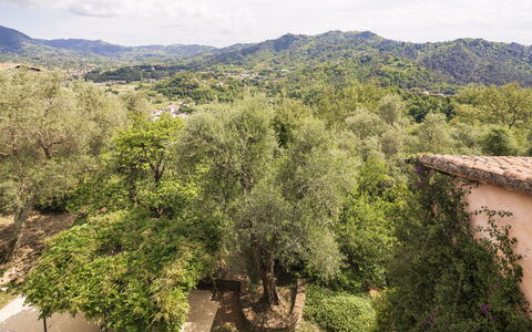 La Casa Dei Limoni, Camaiore, Pet Friendly, Wifi: Tree, Leaf, Nature, Natural Environment, Vegetation, Branch, Hill, Rural Area, Plant Community, Spring