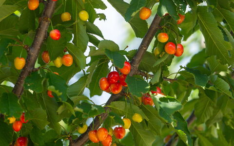 Villa Škavre: Plant, Flower, Fruit, Tree, Leaf, Natural Foods, Branch
