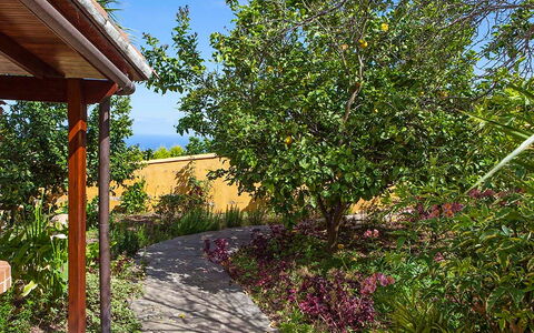 La Orotava 150: Tree, Property, Vegetation, Real Estate, Plant, House, Botany, Garden, Spring, Leaf