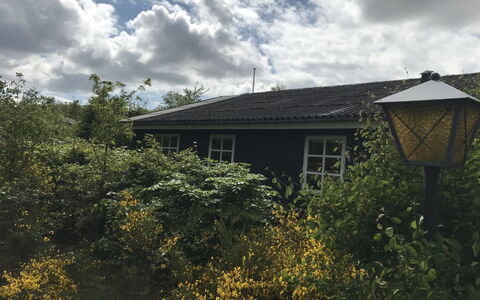 Niyazi - 770M from the Sea: Green, Leaf, Branch, Shrub, Home, Cottage, Garden, Sunlight, Landscaping, Yard