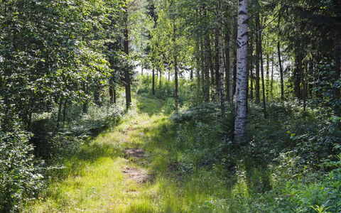 Käränkkä: Bed, Furniture, Bedroom, Interior Design, Bedding, Bed Sheet, Flooring, Wood, Floor, Room
