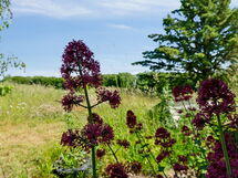 antonina - 800m From The Sea