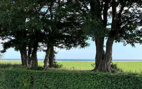 Francis - 300M from the Sea: Wood, Roof, Architecture, Home, House, Cottage, Siding, Hardwood, Slope, Estate
