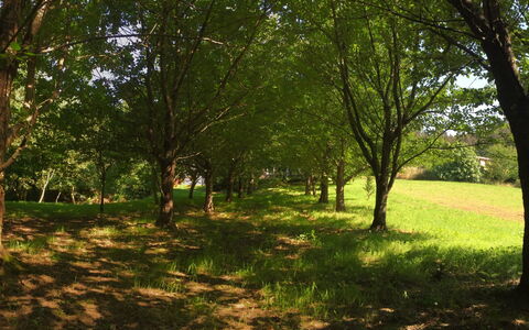 El Olivo: Plant, Tree, Natural Landscape, Branch, Wood, Shade, Trunk, Grass, Deciduous