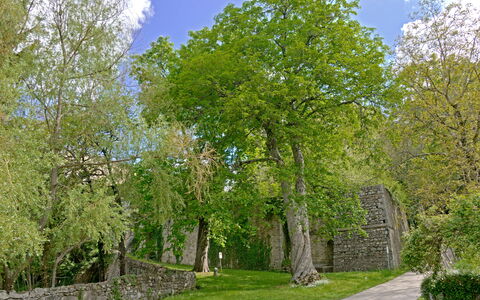 Casa Di Pietro In Vivo D'orcia, Pool: Leaf, Tree, Grass, Branch, Wall, Nature, Green, Vegetation, Shrub, Stone Wall