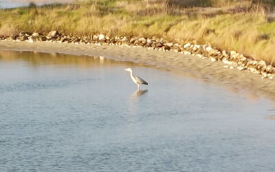 Ile de Noirmoutier 651