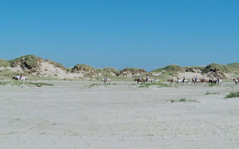 Hariet - 300M from the Sea: Thatching, Cottage, House, Roof, Home, Farmhouse, Hut, Estate, Village