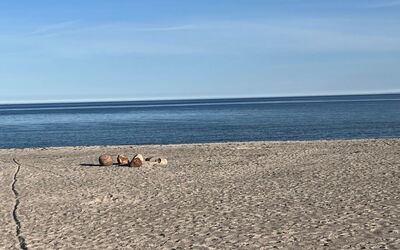 Skade - 10M from the Sea