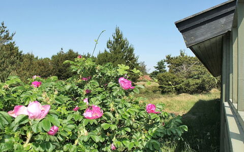 Srebrenka - 1.2Km from the Sea: Flower, Petal, Shrub, Pink, Flowering Plant, Groundcover, Rose Family, Garden, Spring