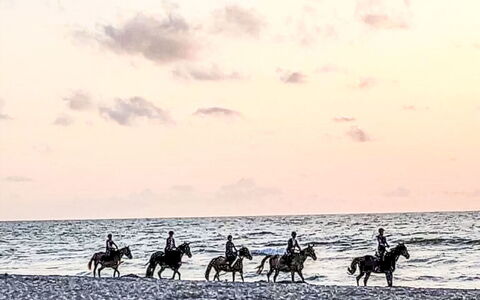 Zacisze Bałtyku: Horse, Recreation, Sea, Ocean, Pack Animal, Beach, Livestock