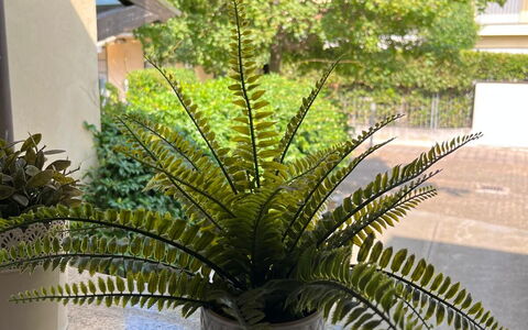 Bell'aria Apartment: Plant, Flowerpot, Shade, Building, Terrestrial Plant, Vegetation, Arecales, Houseplant, House, Grass