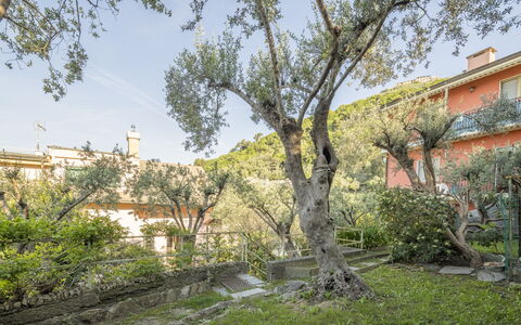 Pieve Ligure Seaside View, Wifi: Leaf, Branch, Vegetation, Shrub, Spring, Twig, Garden, Estate, Yard, Landscaping