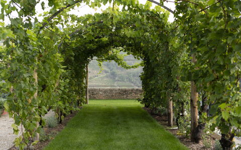 B&b Vigne Di Fagnano Without Kitchen: Plant, Grass, Tree, Hedge, Woody Plant, Shrub, Landscape, Arch, Plantation, Garden