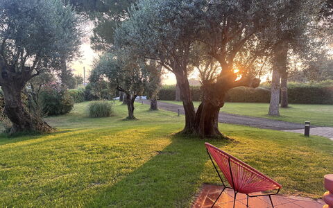 Villapronti: Plant, Atmosphere, Leaf, Natural Landscape, Branch, Tree, Vegetation, Grass, Sunlight