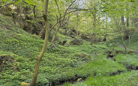Makrina - 150M from the Sea: Green, Natural Environment, Wood, Vegetation, Forest, Plant Community, Wilderness, Groundcover, Jungle
