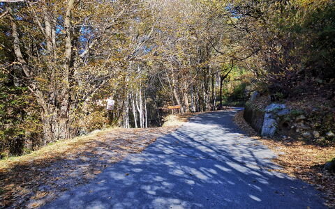 Gera Lario 669: Leaf, Branch, Tree, Nature, Road Surface, Wood, Road, Asphalt, Trail, Trunk