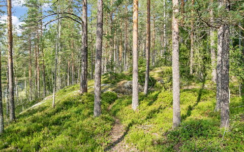 Karhupirtti: Leaf, Green, Natural Environment, Wood, Vegetation, Forest, Natural Landscape, Wilderness, Plant Community, Ecoregion