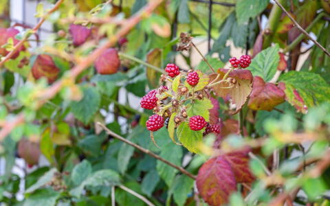 Kalli - 100M from the Sea: Fruit, Green, Produce, Food, Ingredient