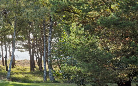 Tyyne - 250M from the Sea: Leaf, Tree, Branch, Grass, Natural Environment, Green, Nature, Vegetation, Grassland, Forest