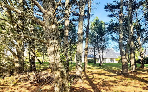 Saint Philibert 163: Plant, Sky, Plant Community, Ecoregion, Natural Landscape, Tree, Wood, Trunk, Twig, Deciduous