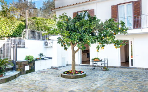 Clementine Country House: Building, Property, Plant, Window, Architecture, Tree, House, Flowerpot, Urban Design, Sky