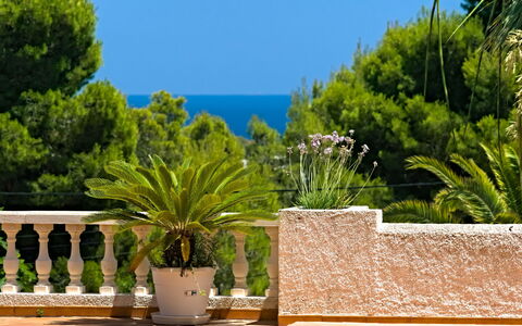 Gavrena: Plant, Sky, Property, Flowerpot, Azure, Blue, Houseplant, Architecture, Arecales, Leisure