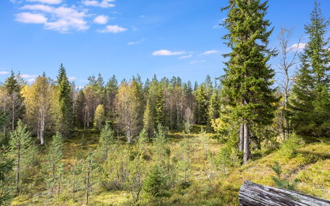 Villa Rokova: Green, Tree, Leaf, Natural Environment, Vegetation, Forest, Natural Landscape, Wilderness, Plant Community