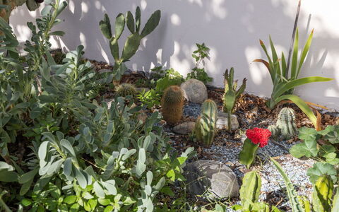 Egner- Apt.panorama: Plant Community, Garden, Flowering Plant, Landscaping, Botanical Garden, Cactus, Succulent Plant