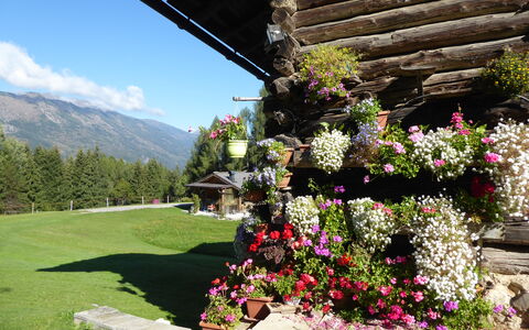 Baita Mountain View Pale San Martino: Flower, Petal, Shrub, Garden, Spring, Mountain Range, Floristry, Flowering Plant, Hill Station, Alps