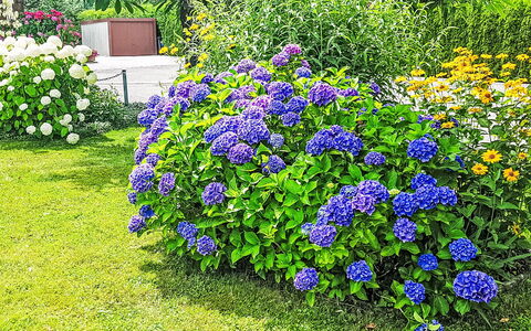 Villa Therese: Flower, Shrub, Garden, Petal, Flowering Plant, Groundcover, Purple, Herbaceous Plant, Hydrangea