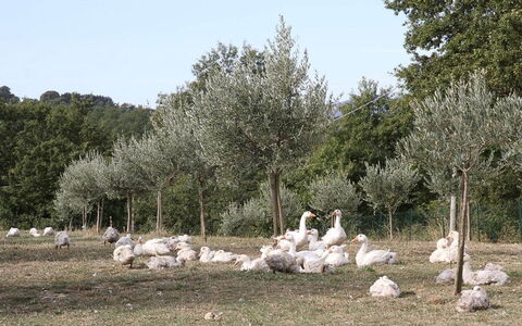 Podere dei Limoni: Tree, Plant Community, Trunk, Nature Reserve, Woody Plant, Pasture, Meadow
