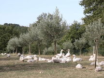 Podere dei Limoni