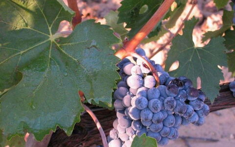 Mulino della Frateria: Fruit, Produce, Food, Natural Foods, Vineyard