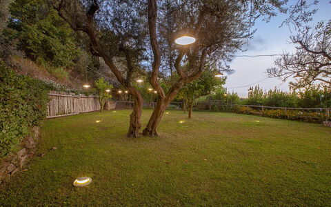 Villa Liliana: Nature, Branch, Landscape, Garden, Lawn, Backyard, Landscaping, Night, Yard, Landscape Lighting