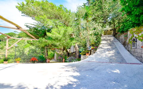 Villa Campanella: Tree, Leaf, Branch, Vegetation, Woody Plant, Walkway, Shade, Stairs, Landscaping, Driveway