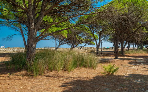 Budoni Homes Seaside, Ac And Bike: Vegetation, Ecoregion, Landscape, Plant Community, Plain, Land Lot, Soil, Woody Plant, Sand
