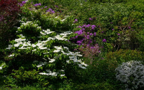 The Romantic Bothy: Flower, Leaf, Vegetation, Shrub, Garden, Plant Community, Groundcover, Spring, Flowering Plant, Woody Plant