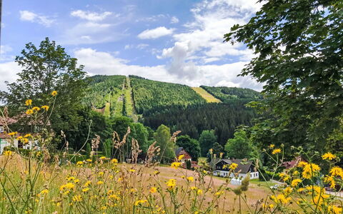 Harrachov 707: Tree, Landscape, Forest, Meadow, Hill Station, Pasture, Larch, Plantation