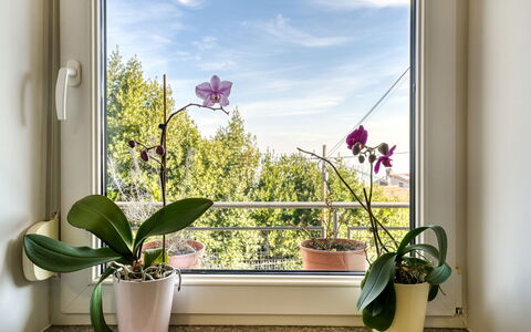Željko: Flowerpot, Houseplant, Vase, Daylighting, Floristry, Balcony, Floral Design