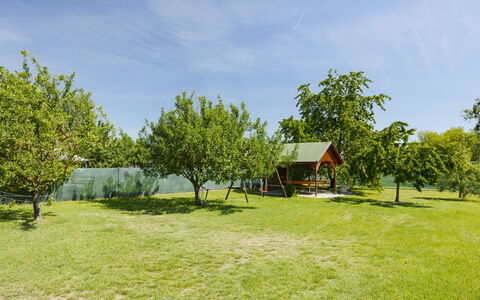 Gyula: Tree, Plain, Land Lot, Garden, Lawn, Shade, Meadow, Park, Yard, Landscaping