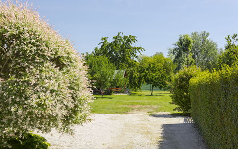 Gyula: Shrub, Garden, Groundcover, Spring, Lawn, Hedge, Meadow, Plantation, Landscaping, Park