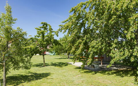 Gyula: Garden, Woody Plant, Lawn, Park, Plantation