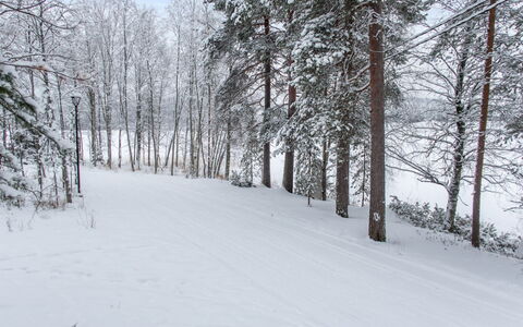 Katinkulma 2: Snow, Branch, Tree, Winter, Natural Environment, Wood, Twig, Forest, Freezing