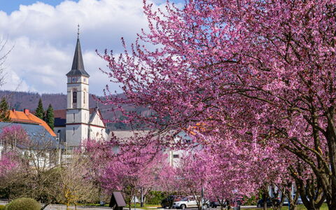 Hariata: Shrub, Petal, Spring, Spire, Steeple, Garden, Blossom, Botanical Garden