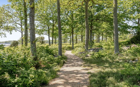 Väbynäs: Leaf, Tree, Green, Natural Environment, Nature, Branch, Vegetation, Natural Landscape, Shrub, Plant Community