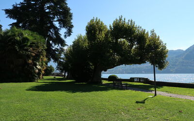 Tremezzina 609: Grass, Natural Landscape, Landscape, Lawn, Outdoor Bench, Trunk, Garden, Lake, Park